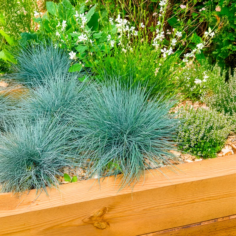 Blau-Schwingel 'Elijah Blue'