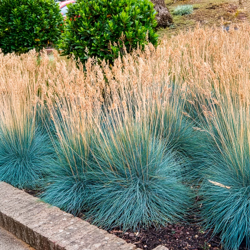 Blau-Schwingel 'Elijah Blue'