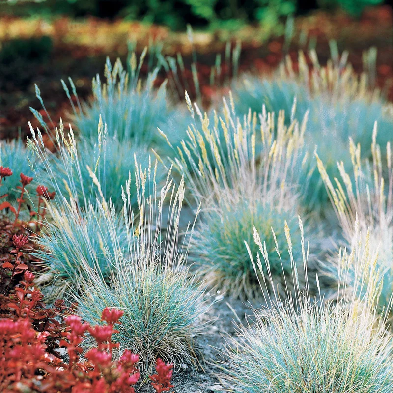 Blau-Schwingel 'Elijah Blue'