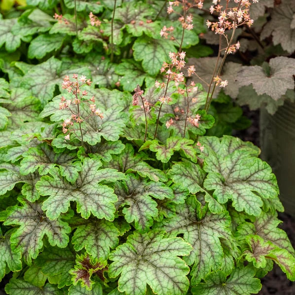 Heucherella Tapestry