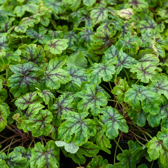 Heucherella Tapestry