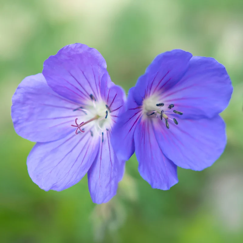 Geranium Brookside