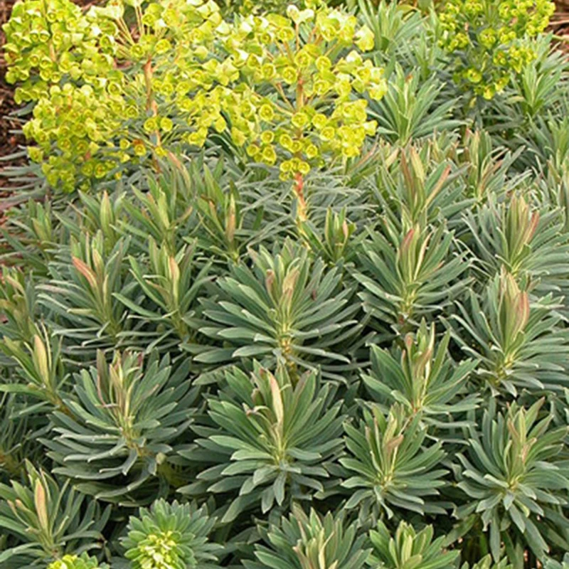 Wolfsmilch ‘Wulfenii’