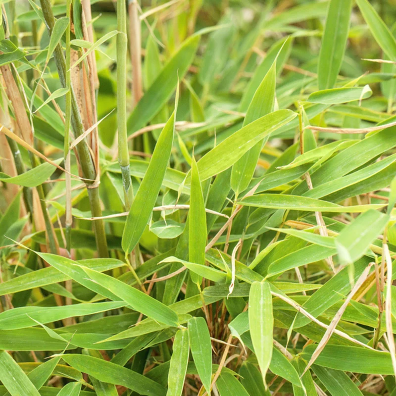 Gartenbambus 'Jumbo'