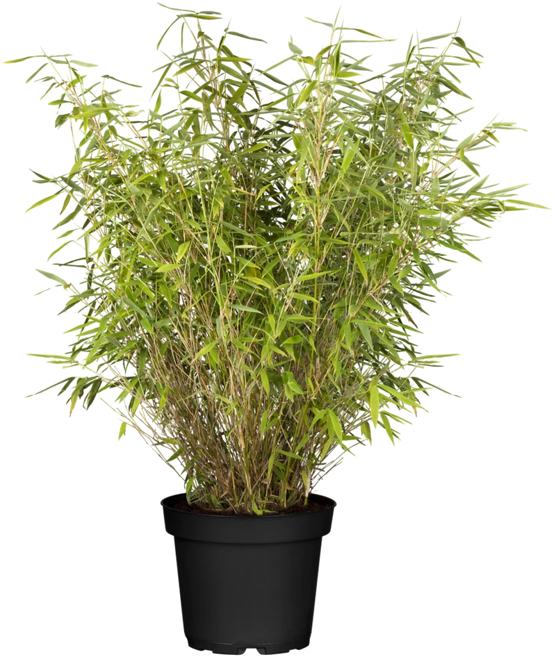 Gartenbambus 'Jumbo'