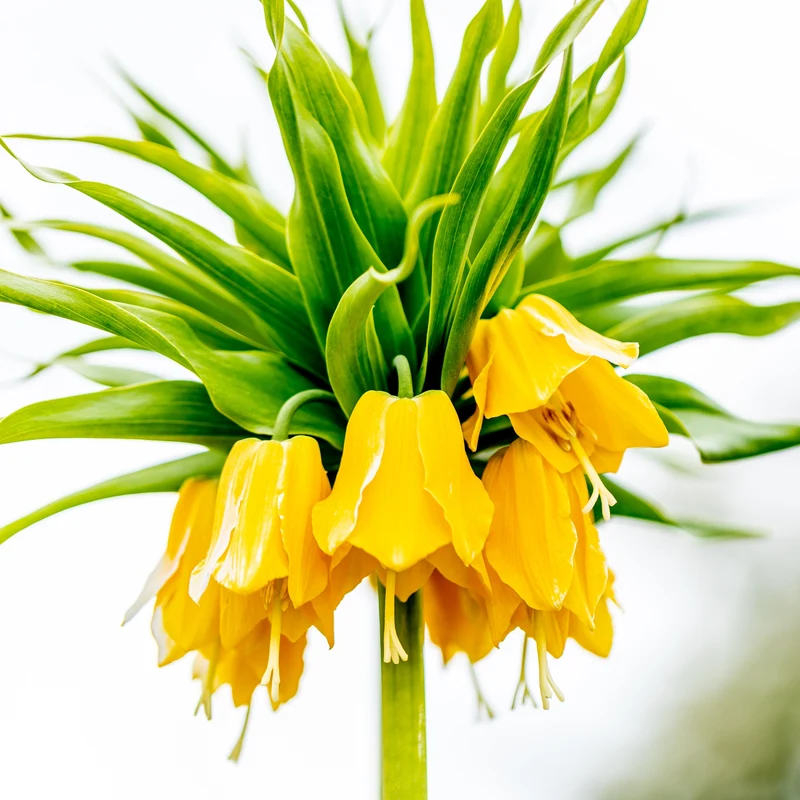 Kaiserkrone