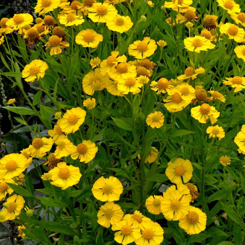 Sonnenbraut