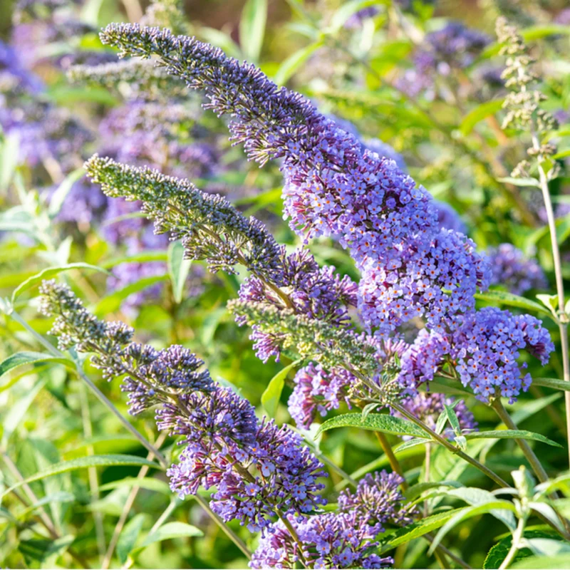 Schmetterlingsflieder 'Empire Blue'