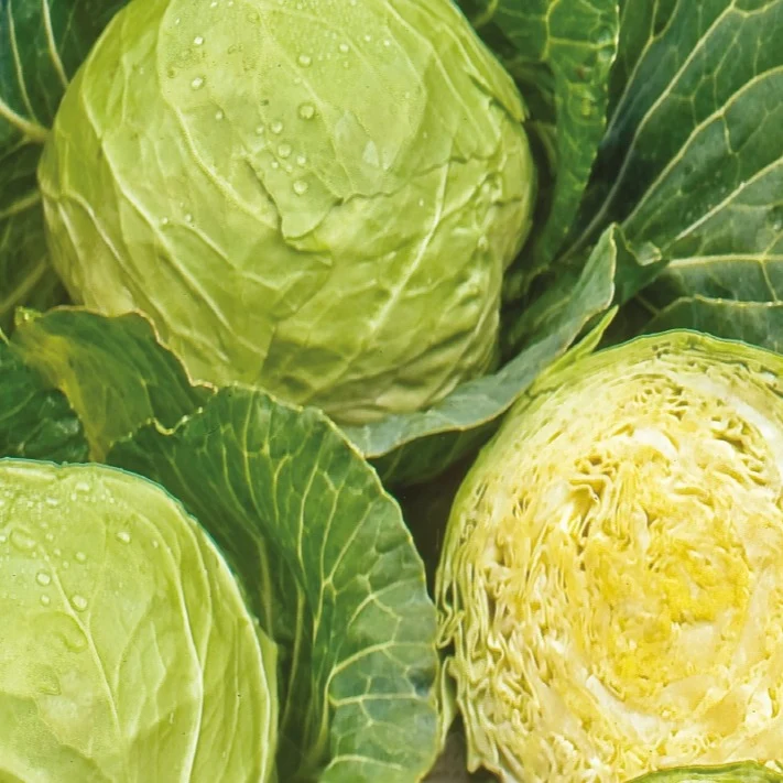 Weißkohl ‘Roem van Enkhuizen 3’ Bio