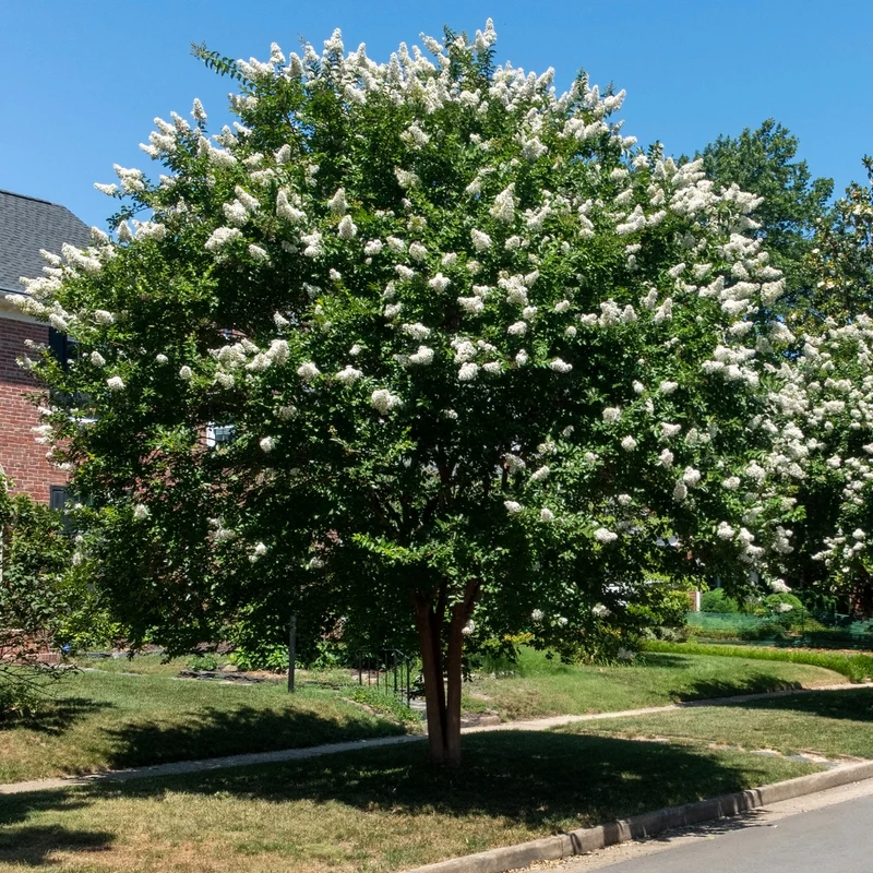 Lagerströmie ‘Neige d’Été’