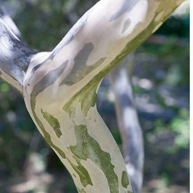 Lagerströmie ‘Neige d’Été’