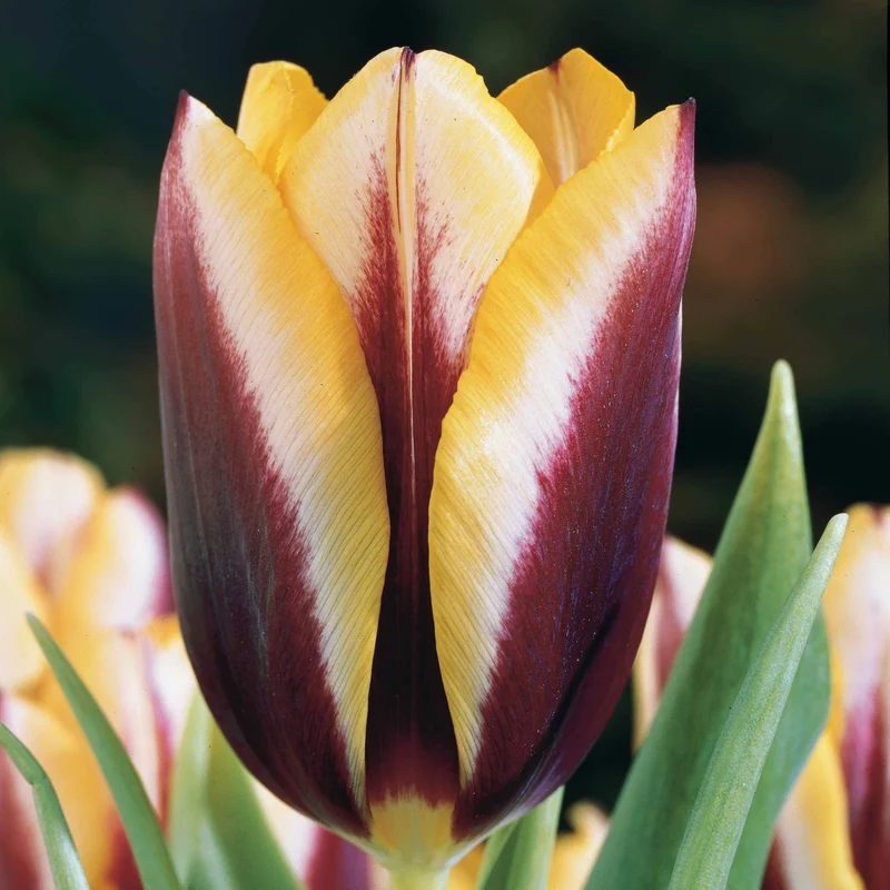 Tulpe 'Gavota' (x10)