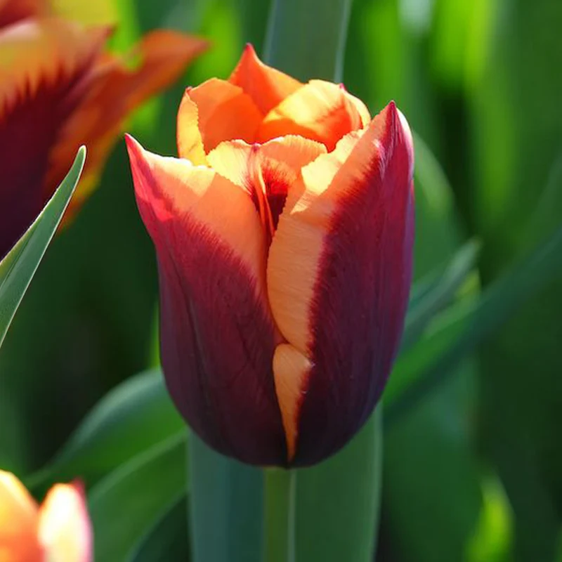 Tulpe 'Gavota' (x10)