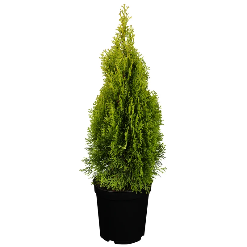 Lebensbaum-Hecke 'Smaragd'