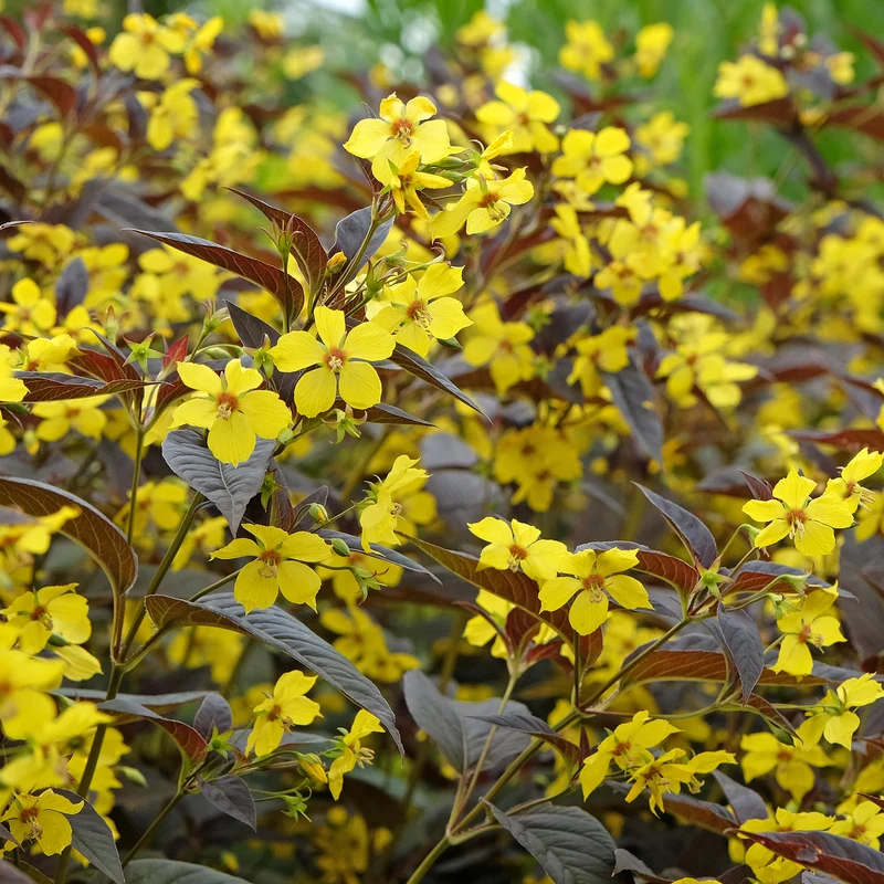 Bewimperter Felberich Firecracker