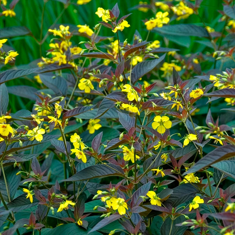 Bewimperter Felberich Firecracker