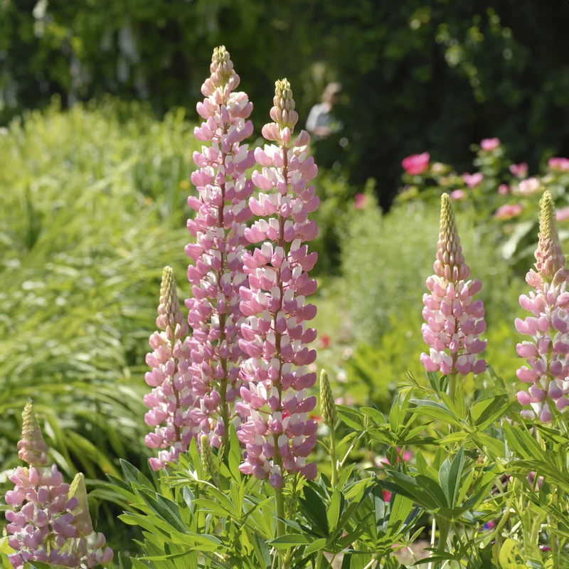 Lupine ‘The Chatelaine’