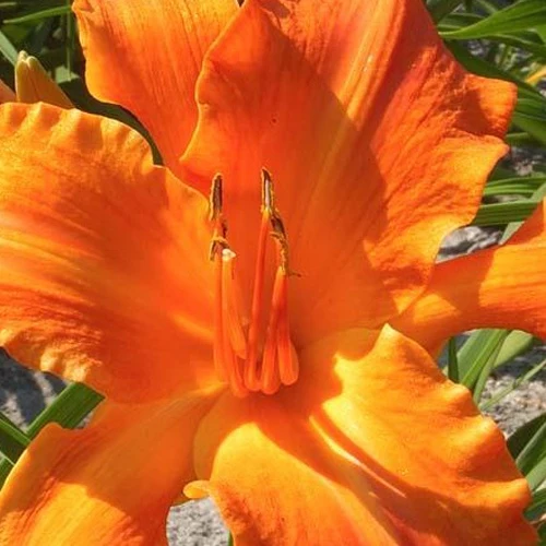 Hemerocallis Primal Scream Lilie eines Tages