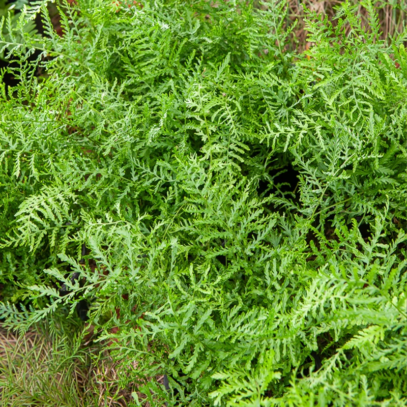 Männlicher Farn Linearis Polydactyla