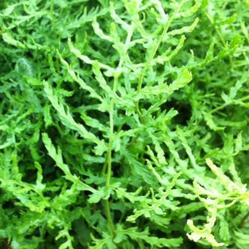 Männlicher Farn Linearis Polydactyla