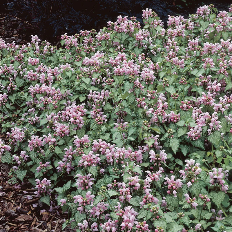 Gefleckte Taubnessel 'Roseum'