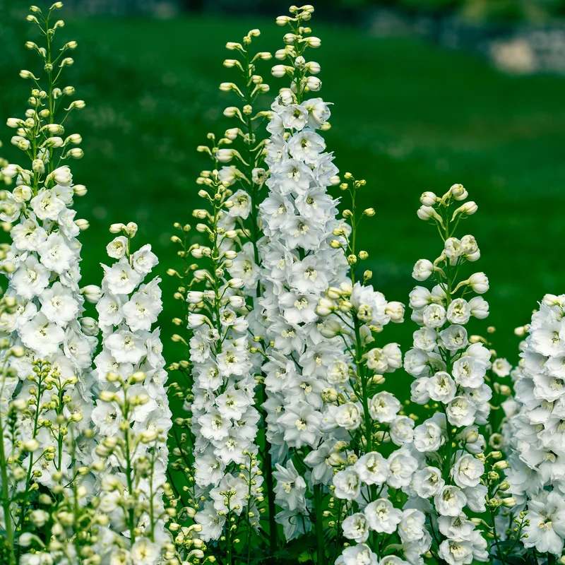 Rittersporn ‘Galahad’