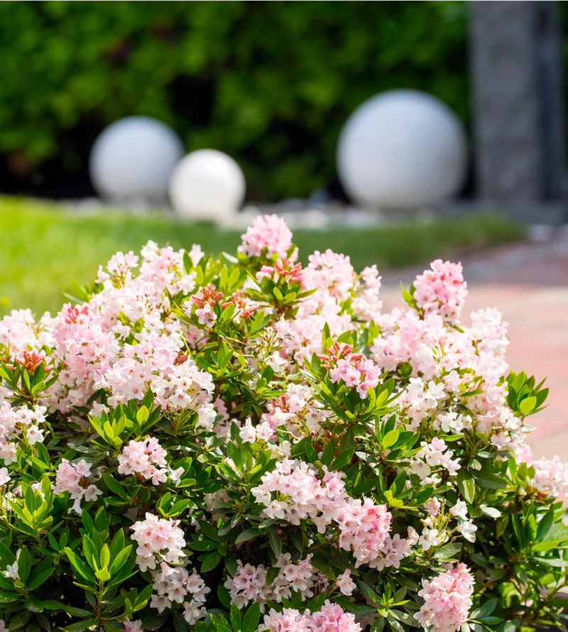 Buchsbaum-Ersatz 'Bloombux®' Busch