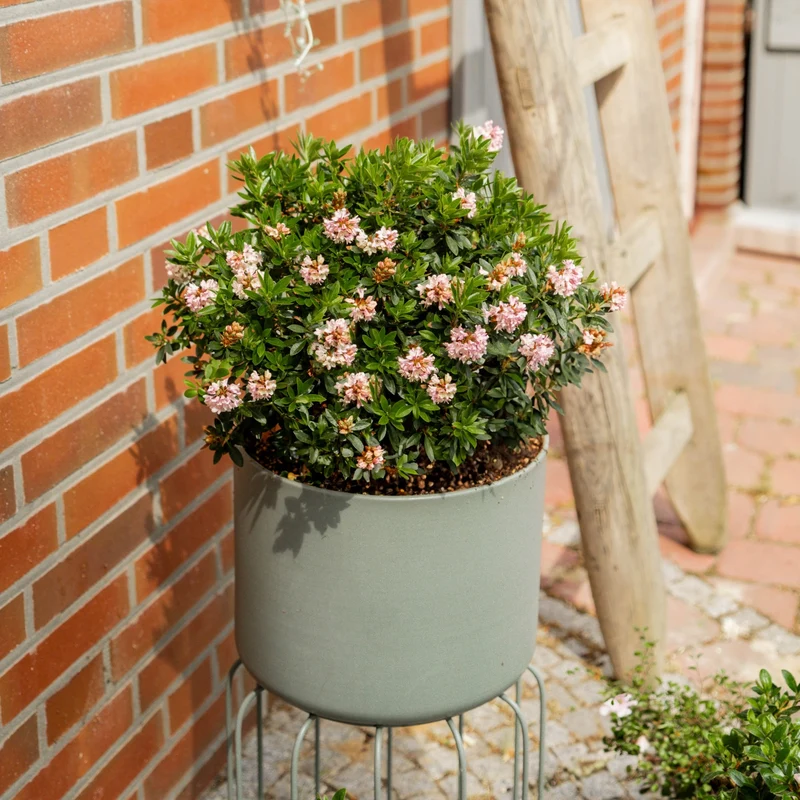 Buchsbaum-Ersatz 'Bloombux®' Busch