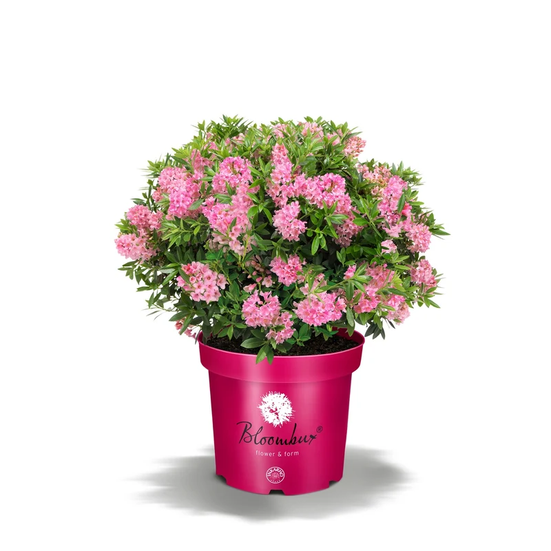 Buchsbaum-Ersatz 'Bloombux®' Busch