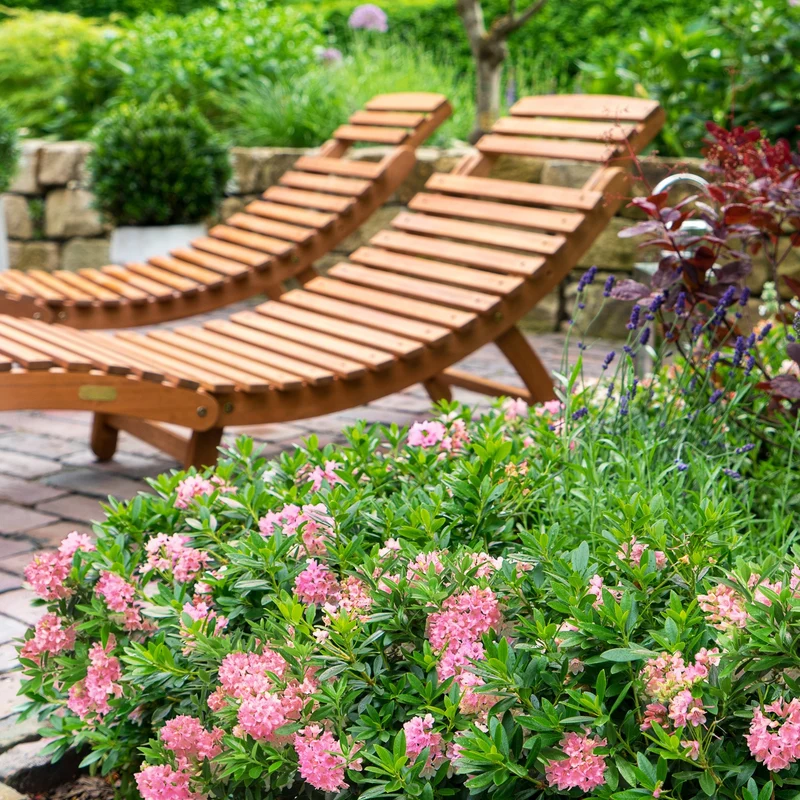 Buchsbaum-Ersatz 'Bloombux®' Busch