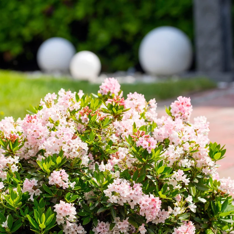 Buchsbaum-Ersatz 'Bloombux®' Busch