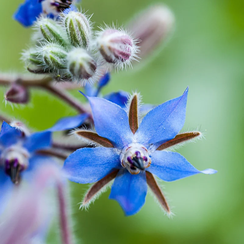 Borretsch blau, weiß