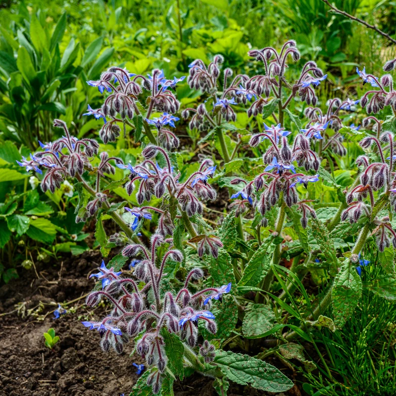 Borretsch blau, weiß