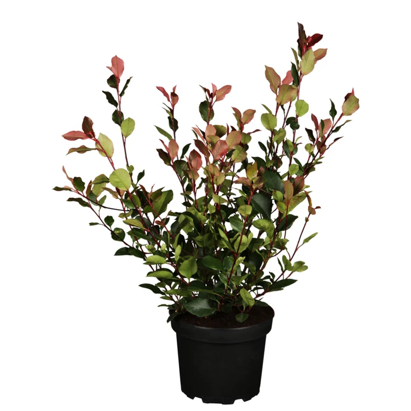 Glanzmispel 'Little Red Robin'