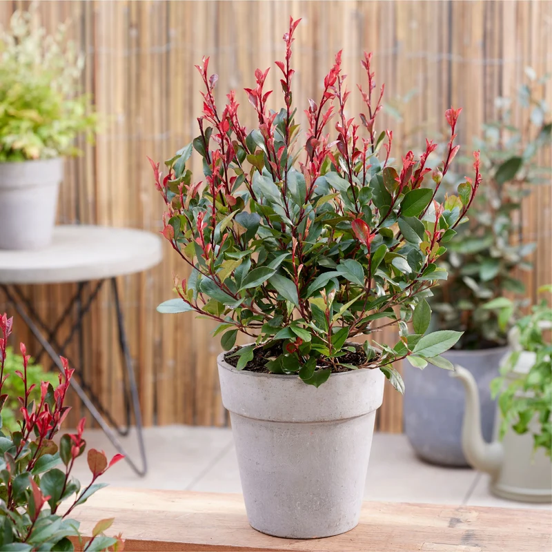 Glanzmispel 'Little Red Robin'
