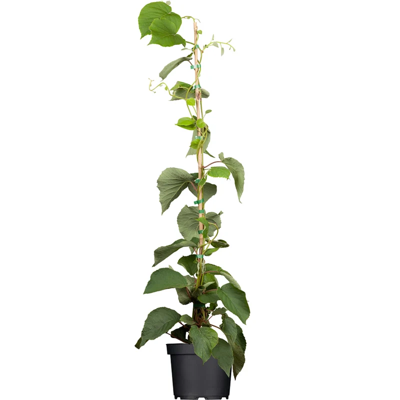 Bio Kiwi 'Solo'