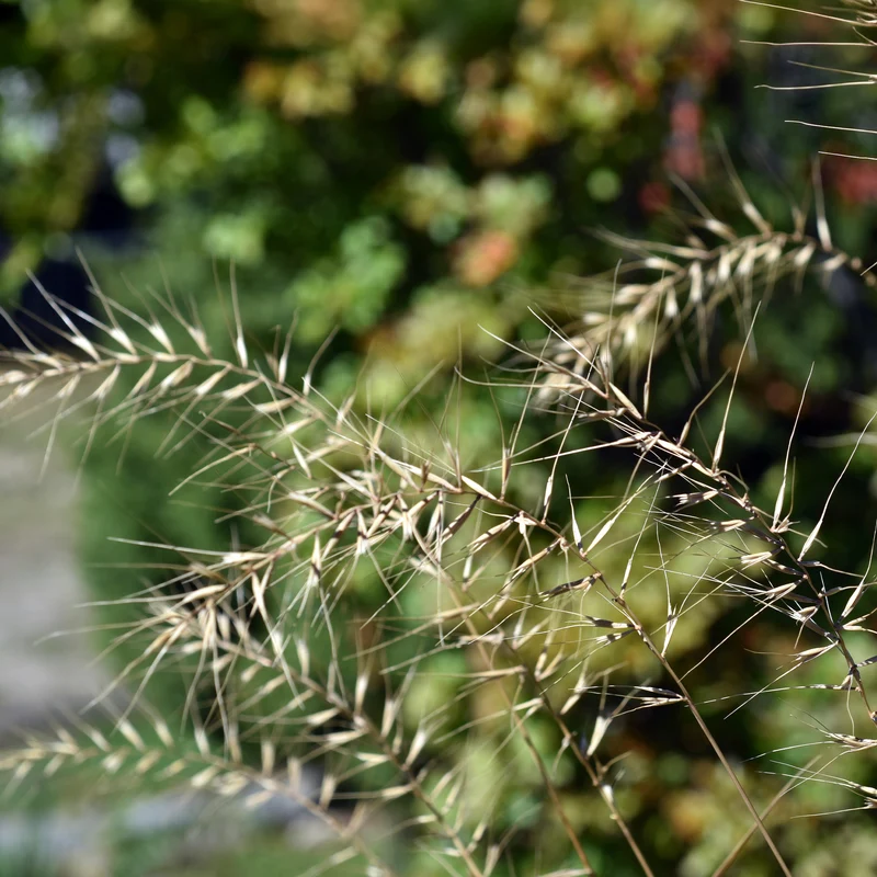 Borstgras ‘Hystrix patula’