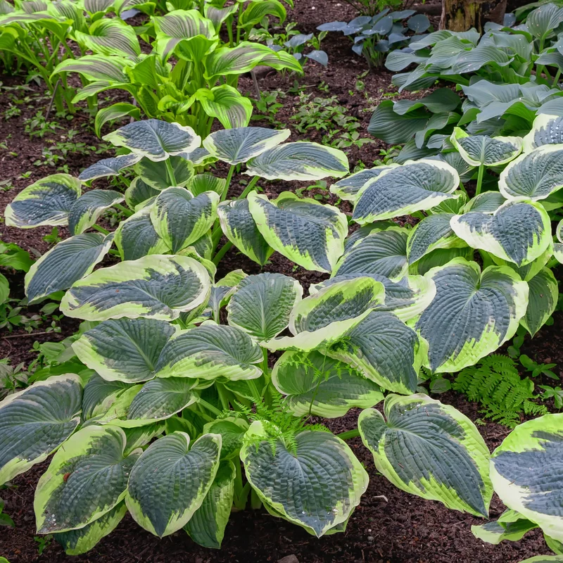 Hosta Sugar Daddy