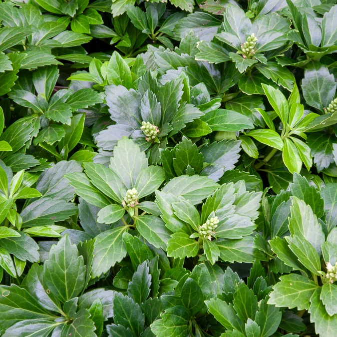 Dickmännchen ‘Green Carpet’