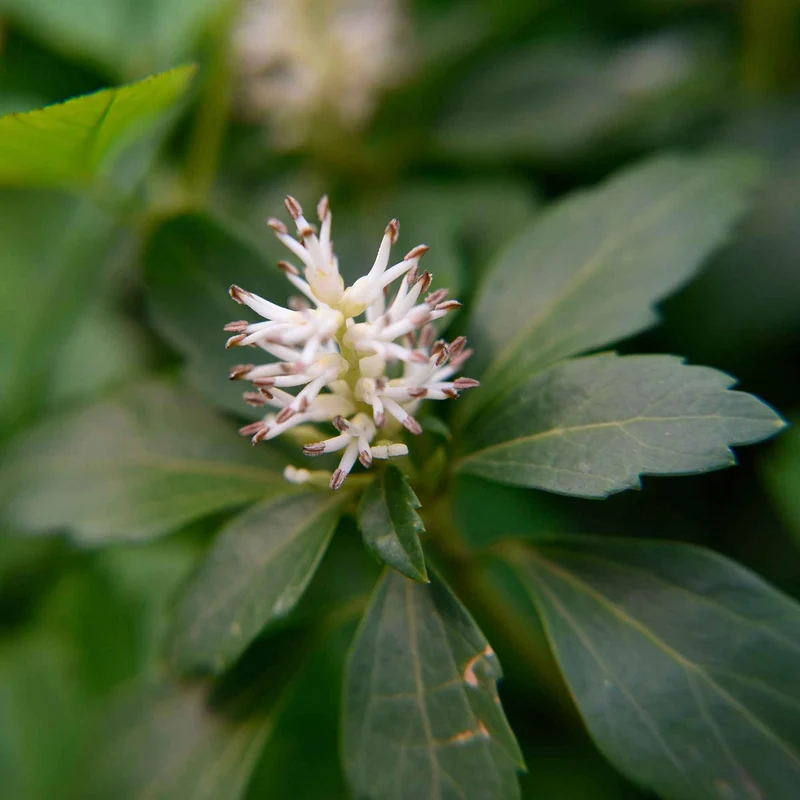 Dickmännchen ‘Green Carpet’