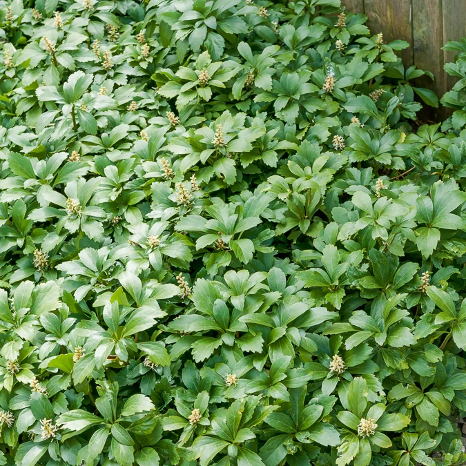 Dickmännchen ‘Green Carpet’
