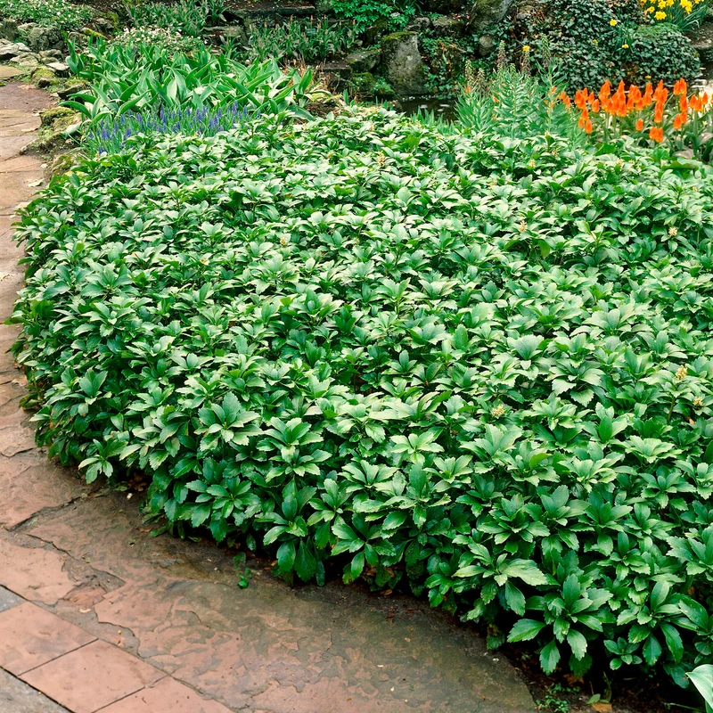 Dickmännchen ‘Green Carpet’
