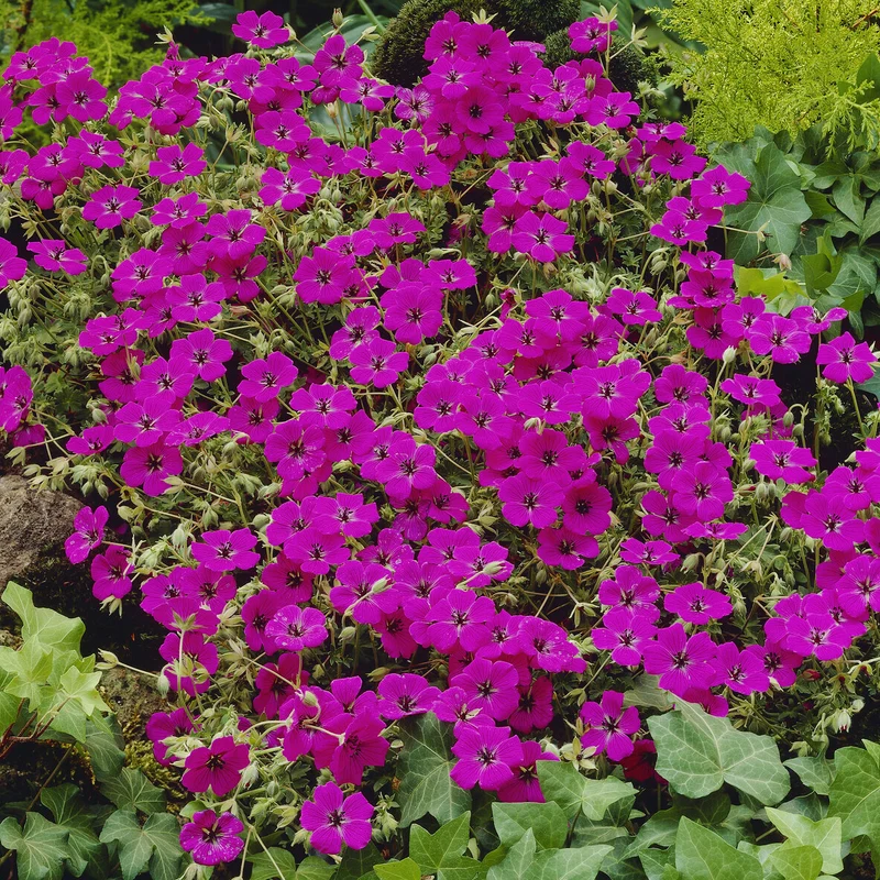 Aschgrauer Storchschnabel ‘Giuseppii’