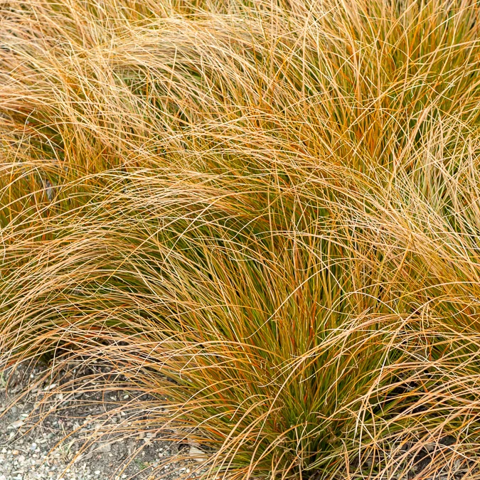 Orange Segge