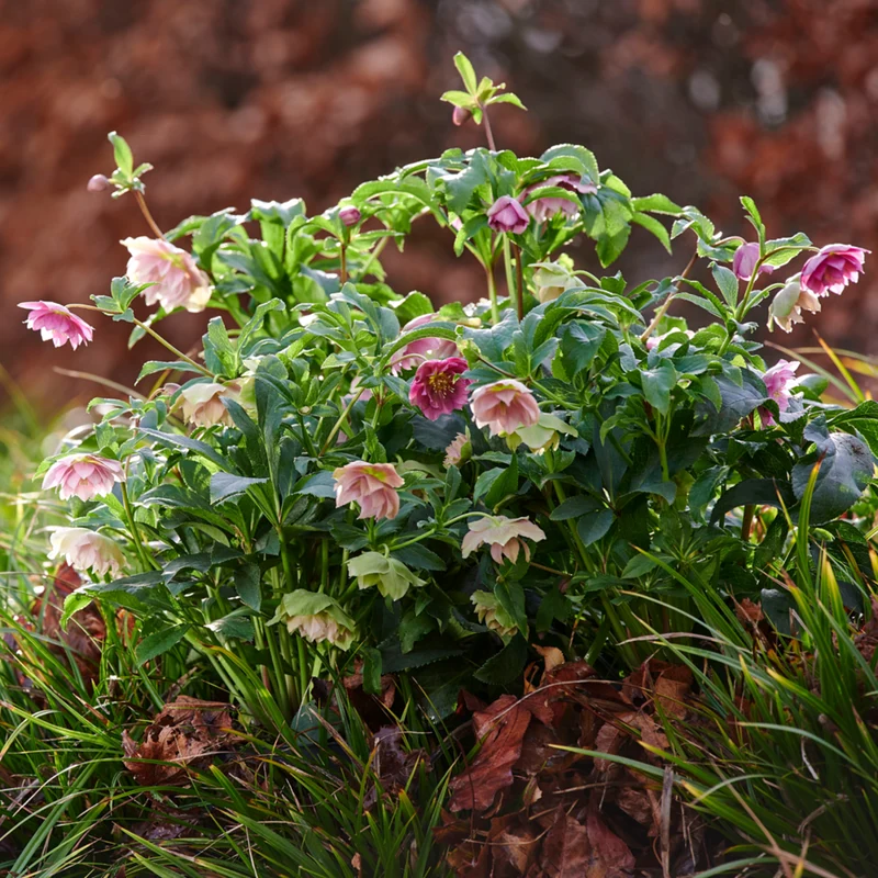 Lenzrose 'Vera®'