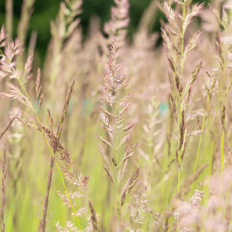 Gartenreitgras 'Karl Förster'