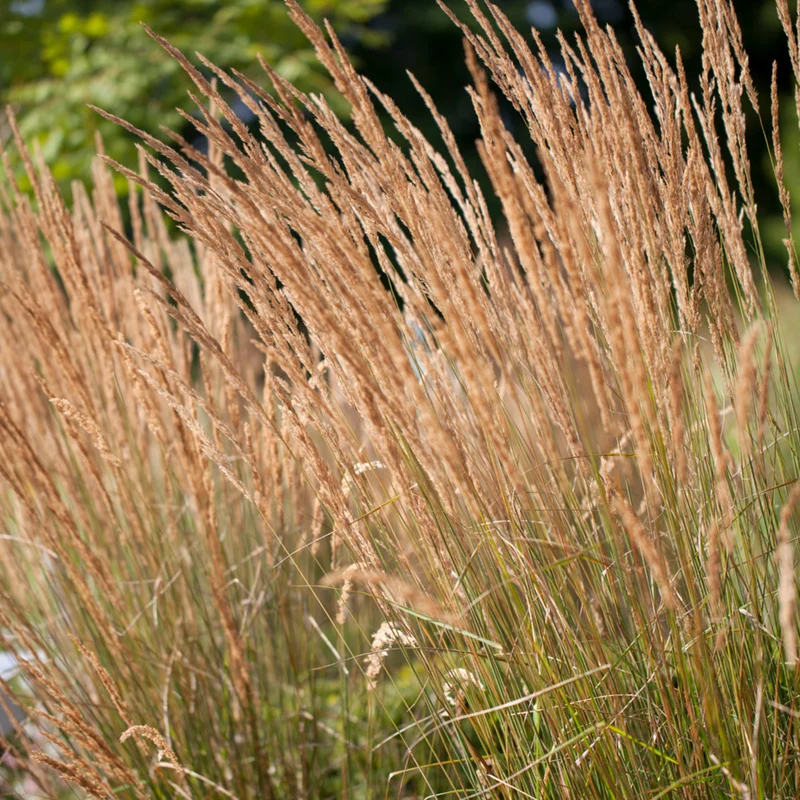 Gartenreitgras 'Karl Förster'