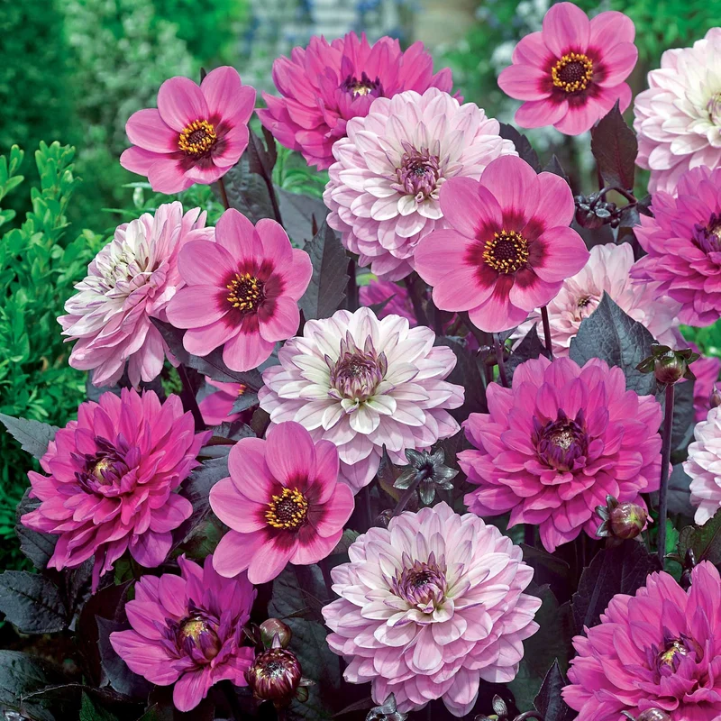 Dahlien mit purpurfarbenem Laub (x6)