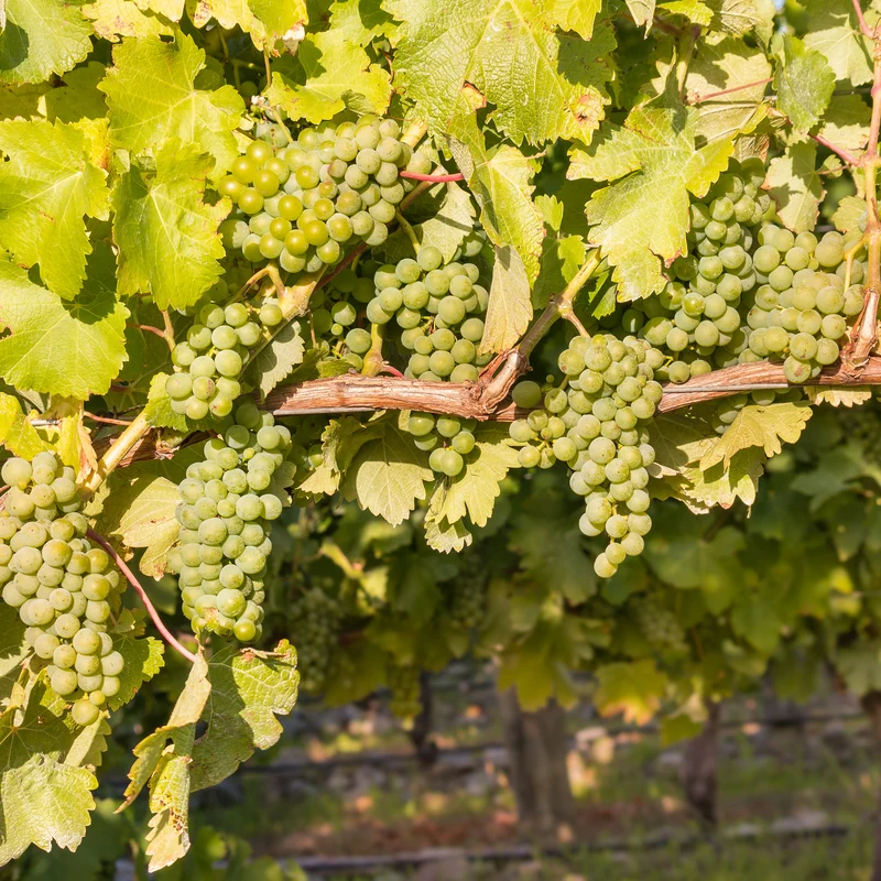 Weinrebe ‘Chardonnay’