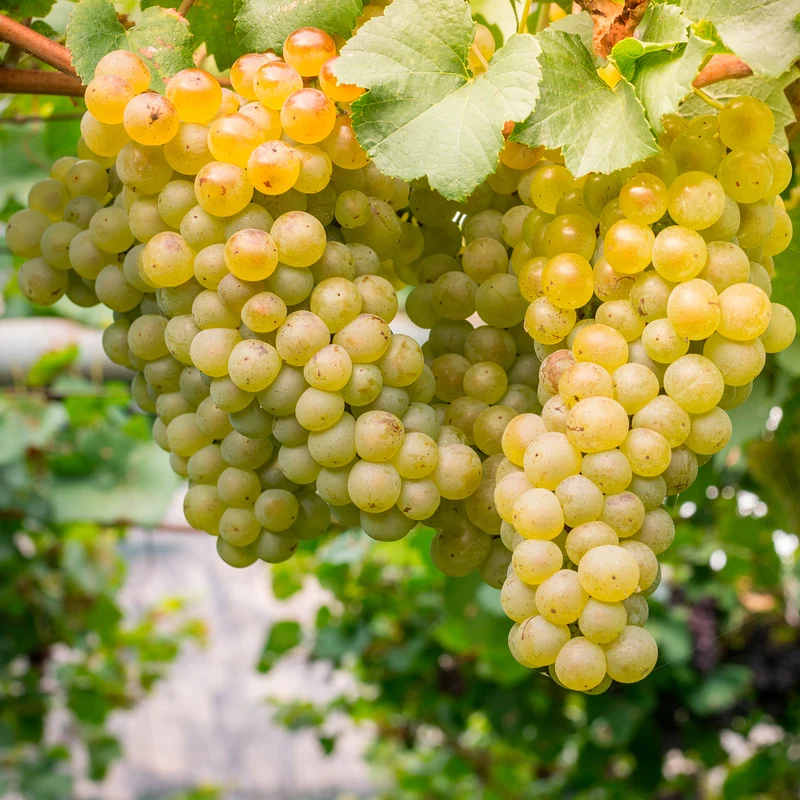 Weinrebe ‘Chardonnay’